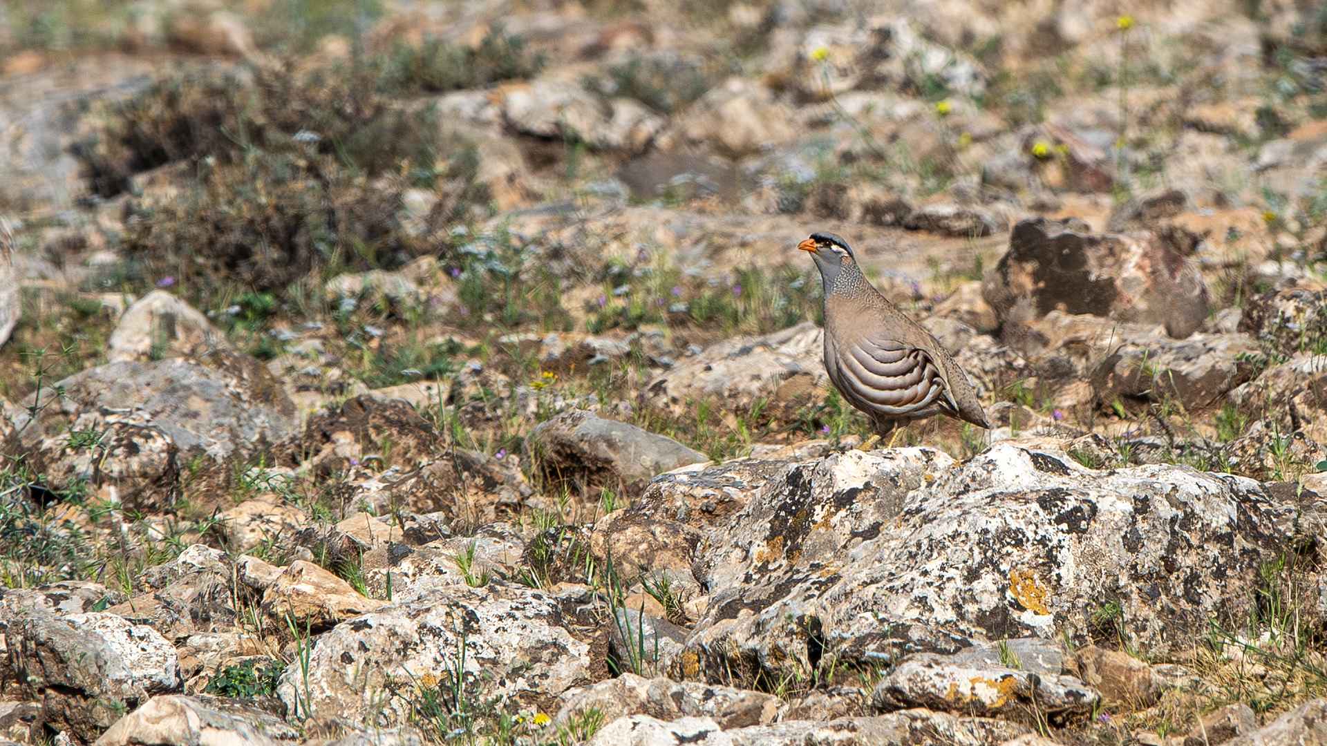 See-see Partridge